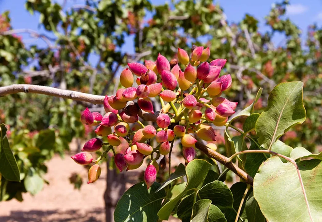 کاشت پسته در گلدان کاشت پسته در گلدان