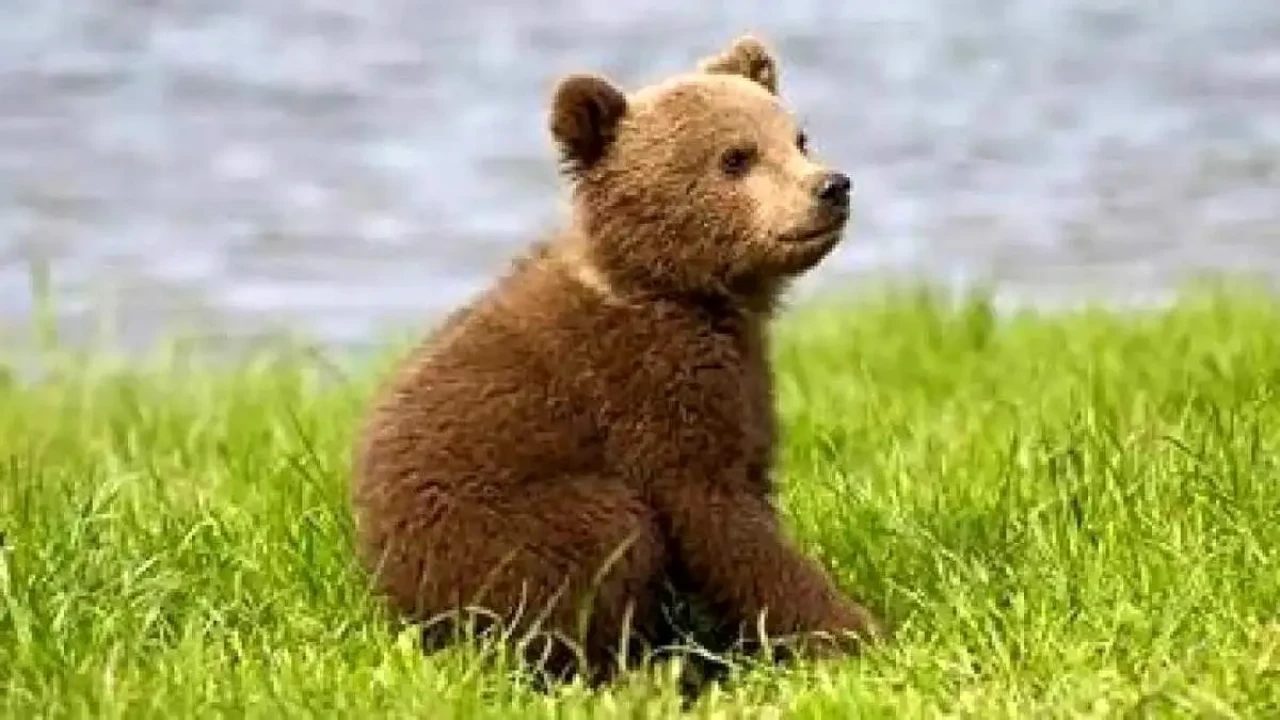 لحظه نجات توله خرس قهوهای سهساله در نور + فیلم لحظه نجات توله خرس قهوهای سهساله در نور + فیلم